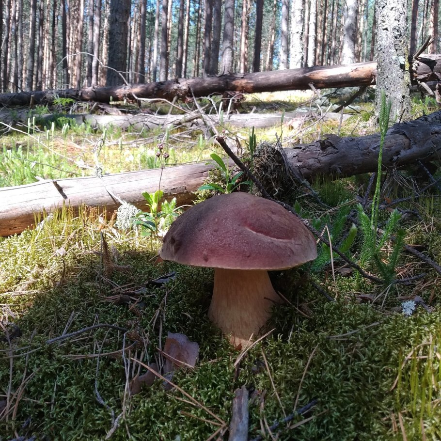 Боровой белый