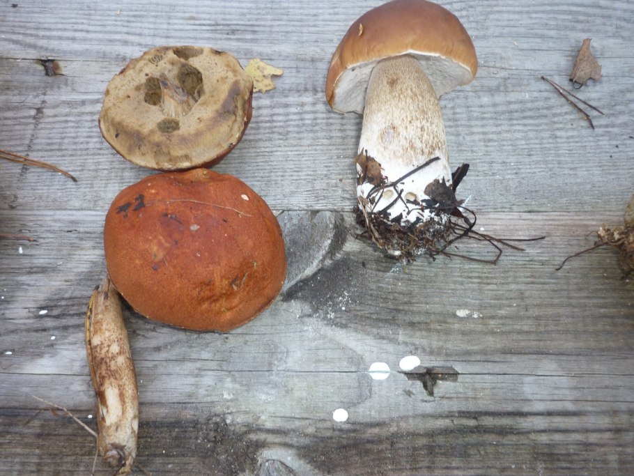 Боровой белый гриб