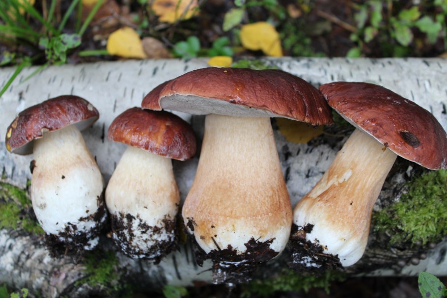 Боровой белый гриб