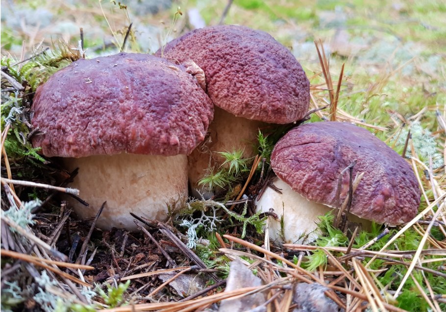 Боровой белый гриб