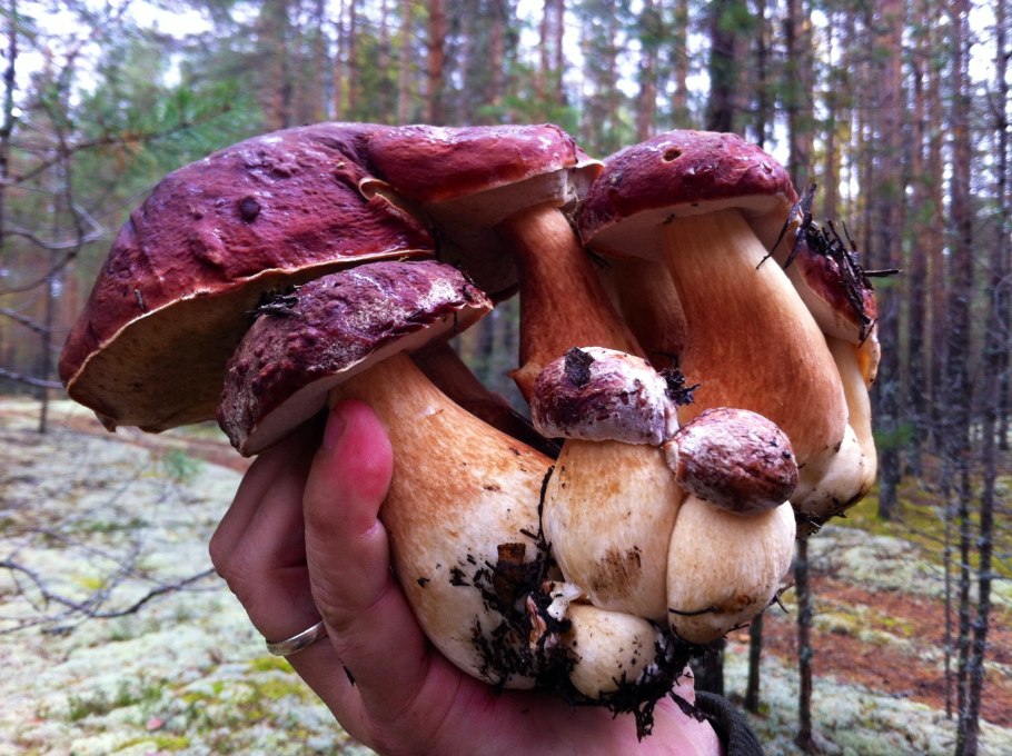 Пинофилус гриб