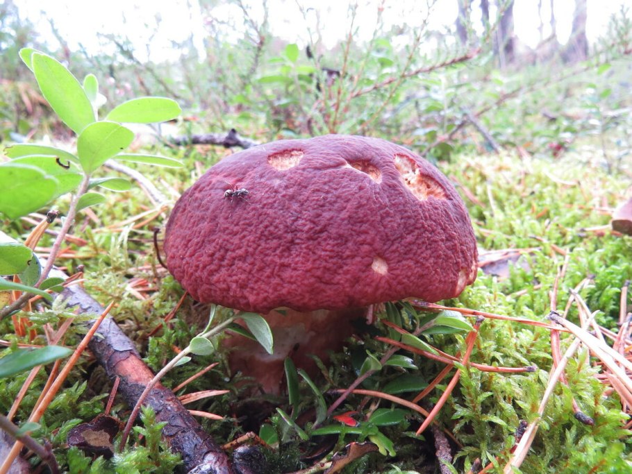 Белый гриб Сосновый Boletus pinophilus