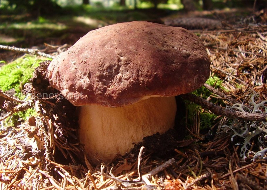 Маринованные белые грибы