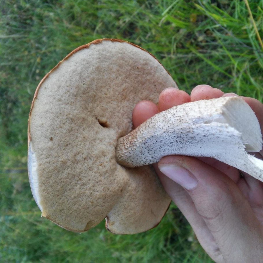 Ложный подосиновик гриб