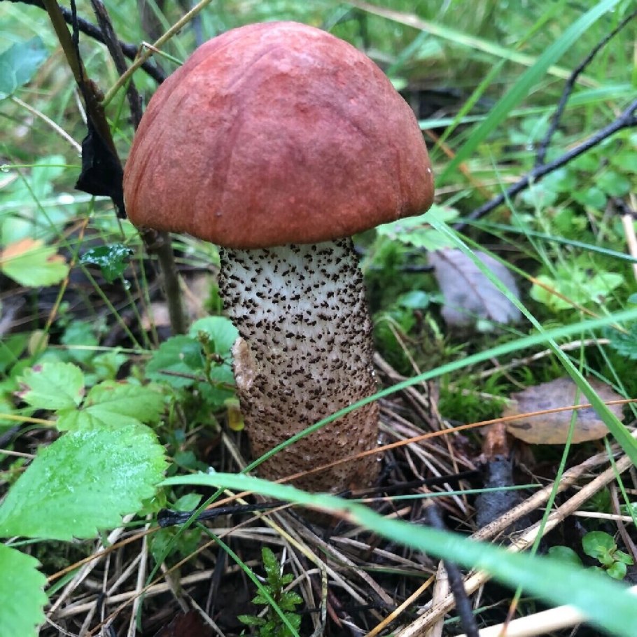 Подосиновик окрашенноногий