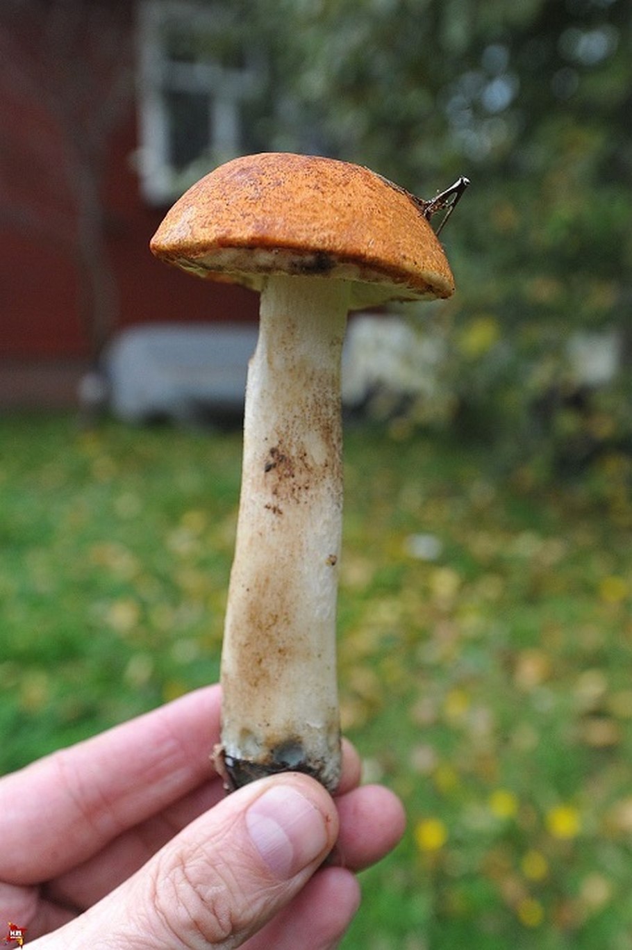 Двойник подосиновика