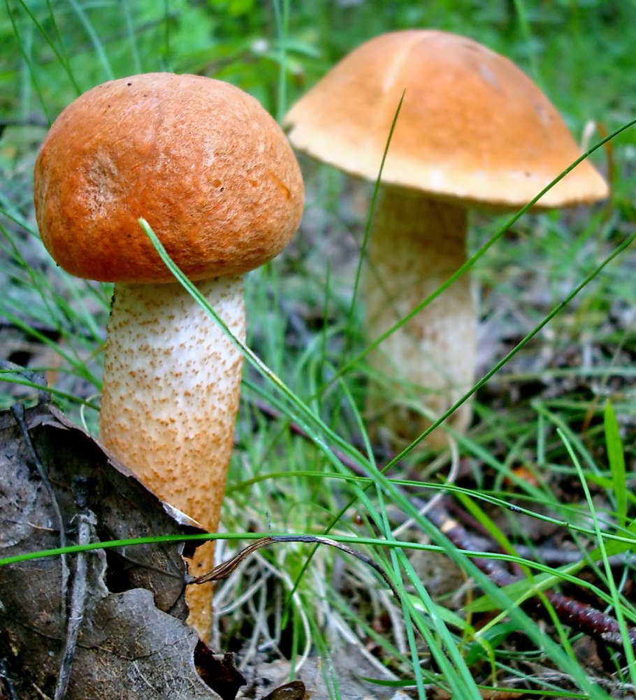 Ложный подосиновик гриб