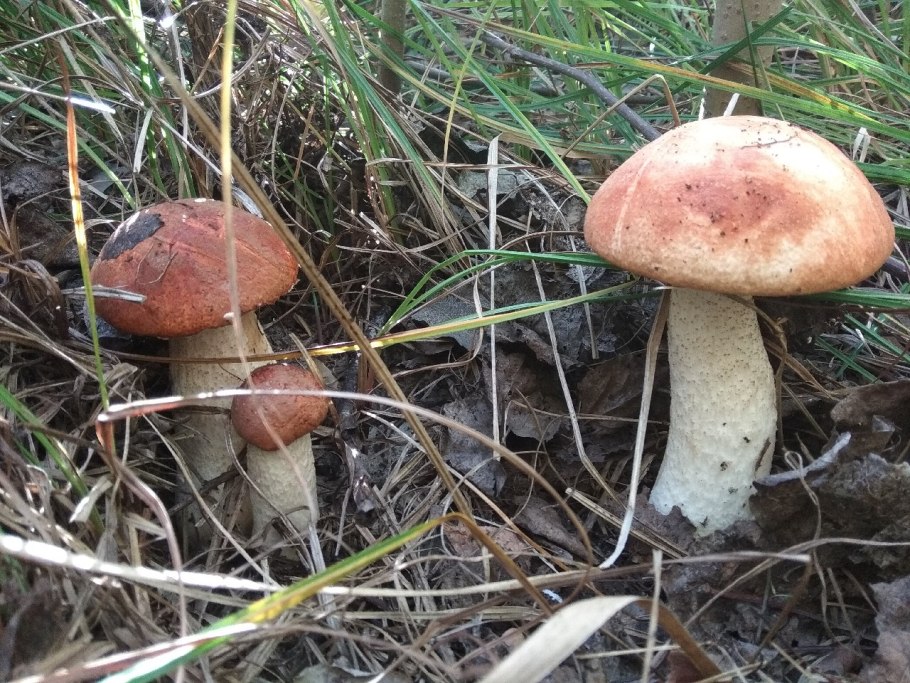 Ложный подосиновик