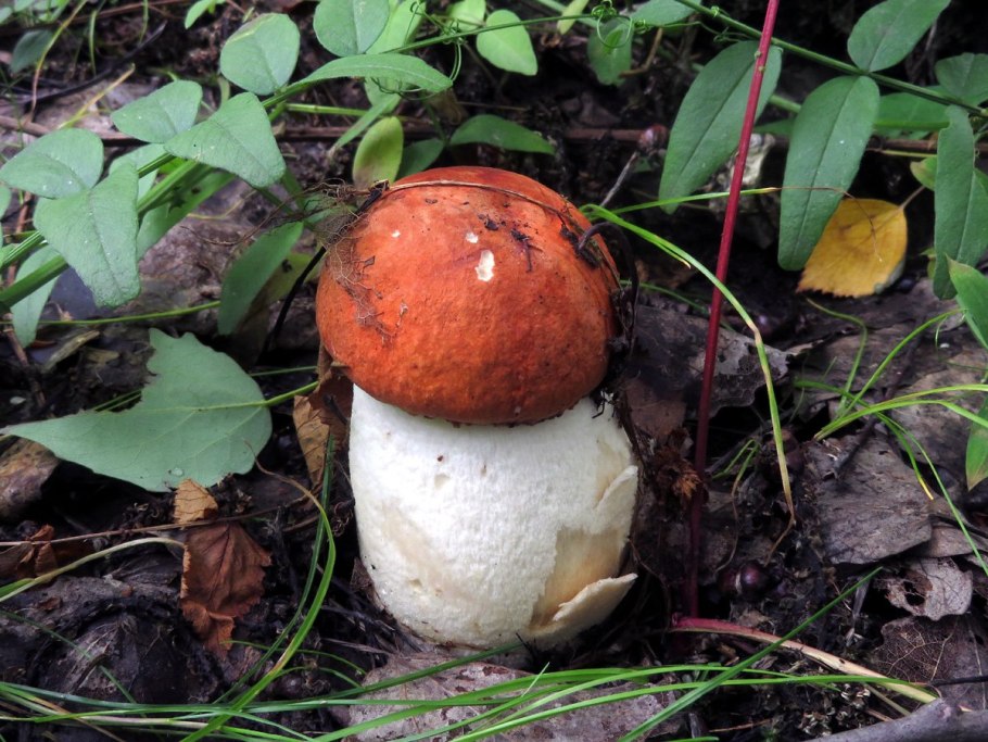 Гриб похожий на подосиновик