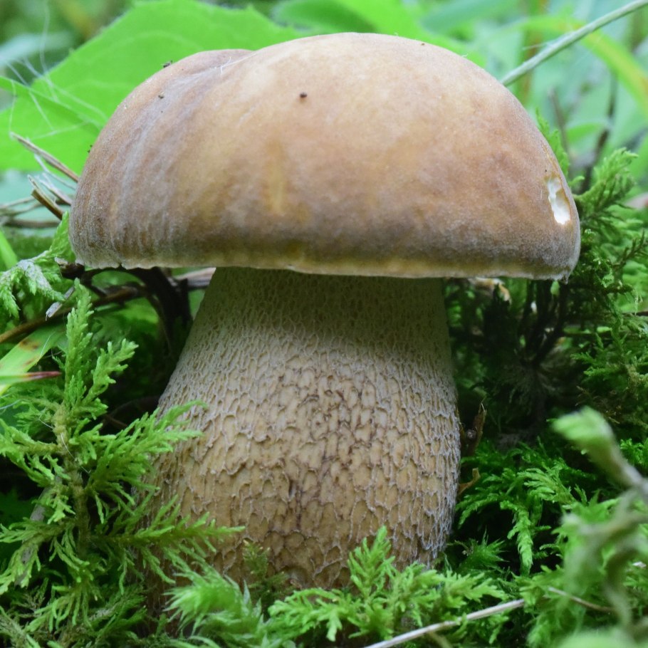 Белый гриб сетчатый Boletus reticulatus