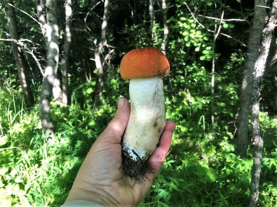 Ложный подосиновик гриб