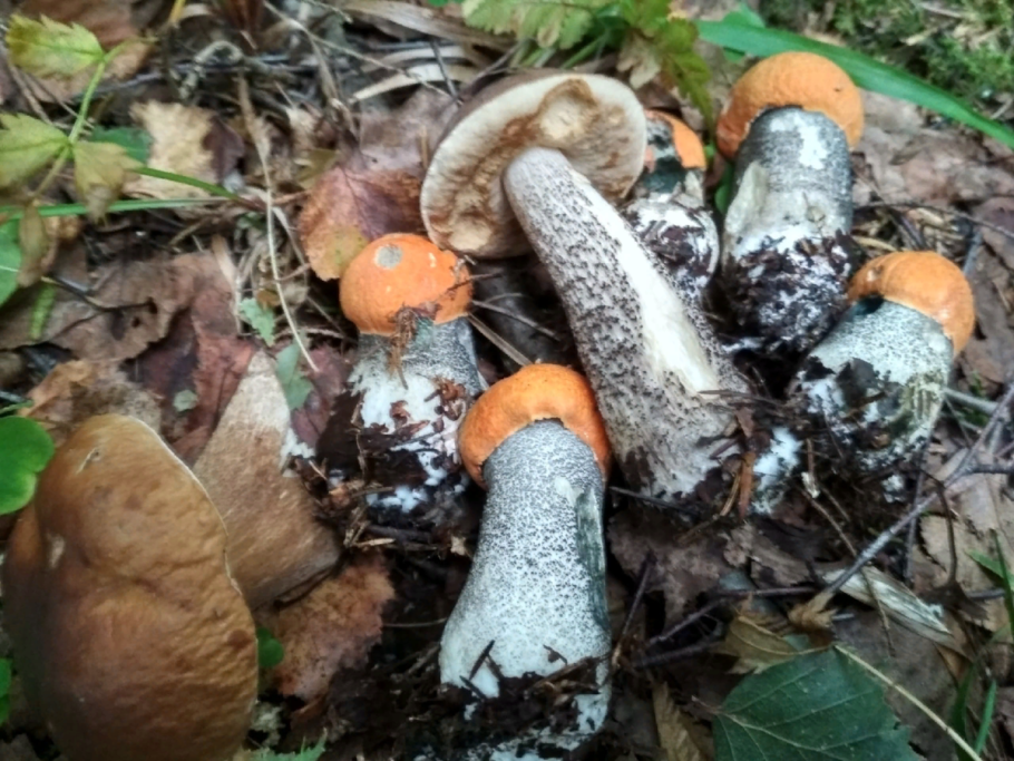 Толчки грибы