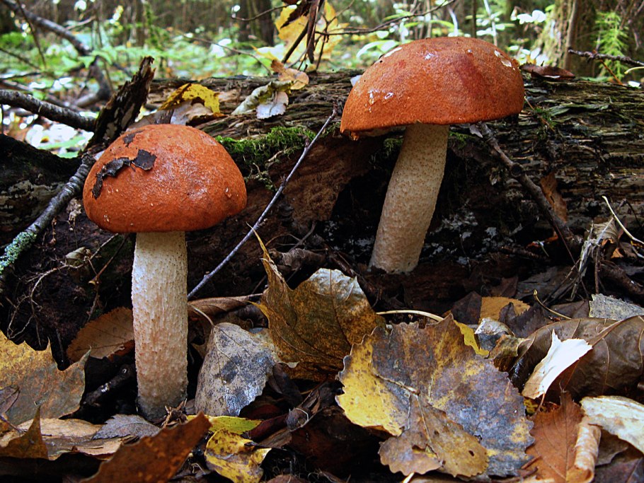 Подосиновик красный (обабок, красноголовик)