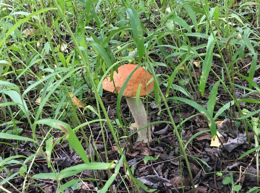 Подосиновик фото грибы съедобные и ложные