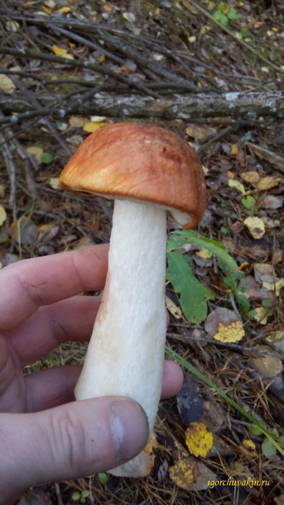 Ложный красноголовик