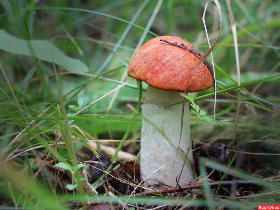 Подосиновики ложный подосиновик