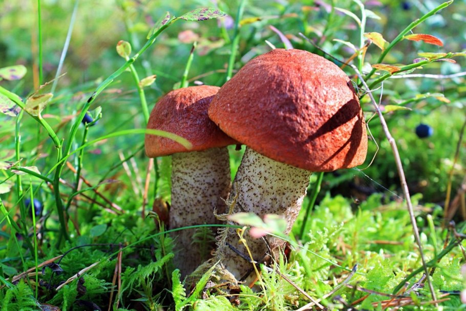 Гриб подосиновик фото и описание