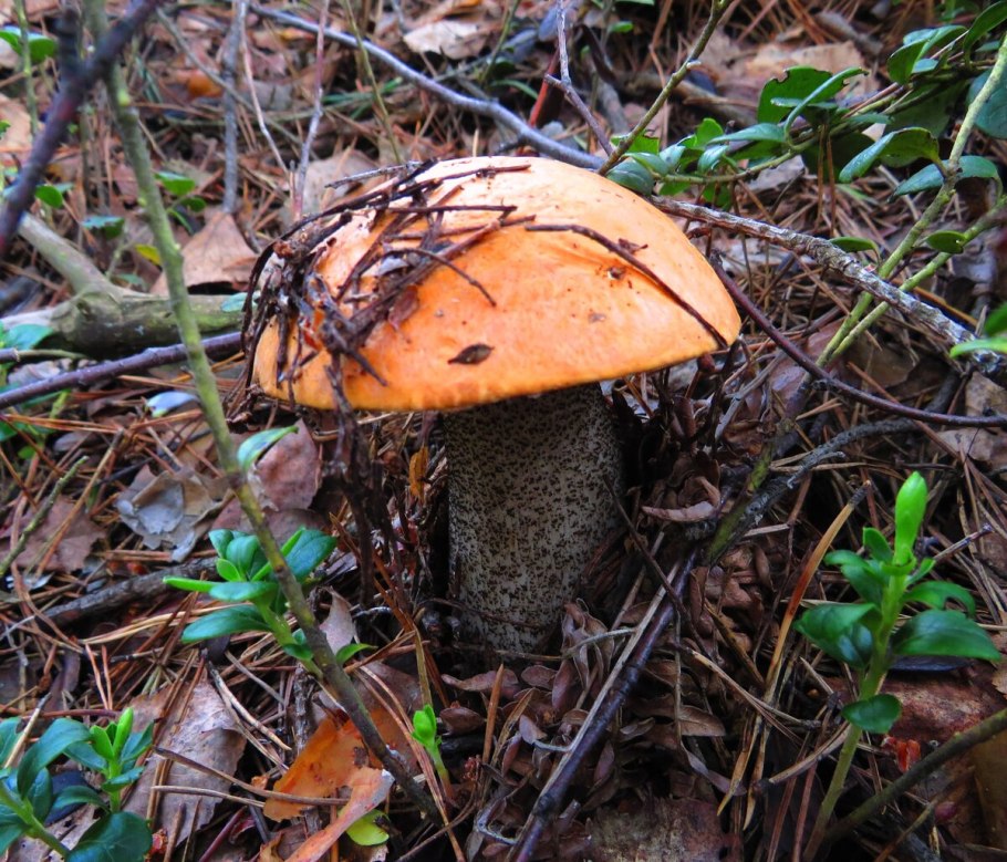 Грибы во Владимирской области 2020 сейчас