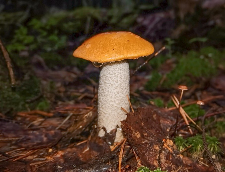 Подосиновик подберезовик лисички