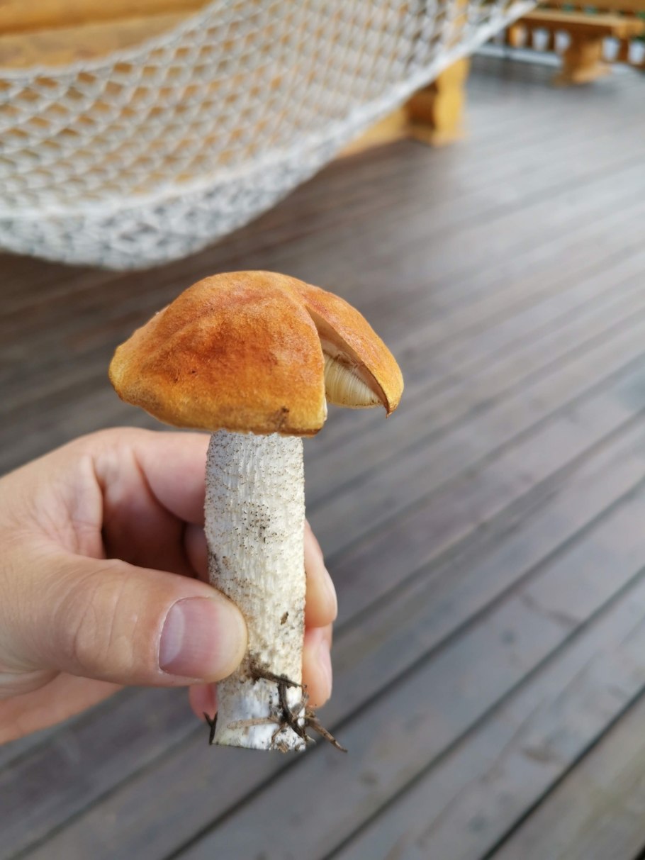 Подосиновик белоножковый