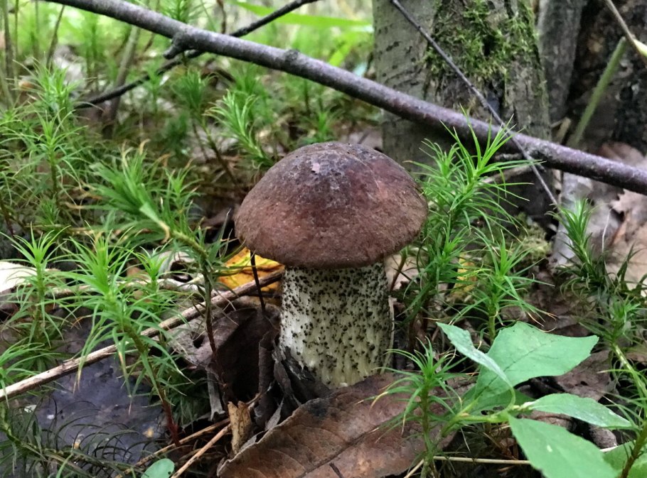 Подосиновик коричневый