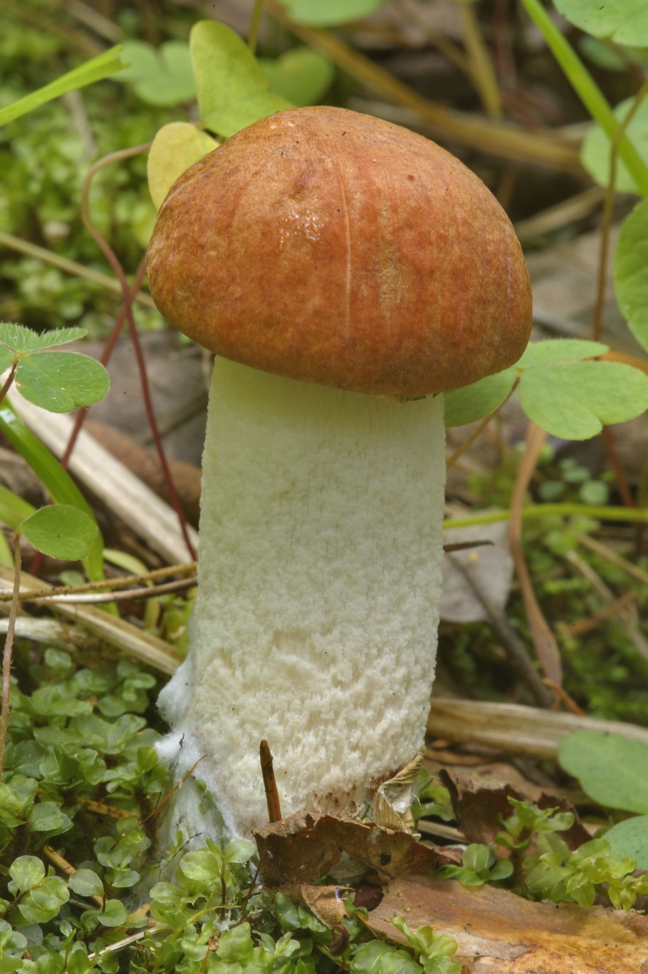 Leccinum albostipitatum