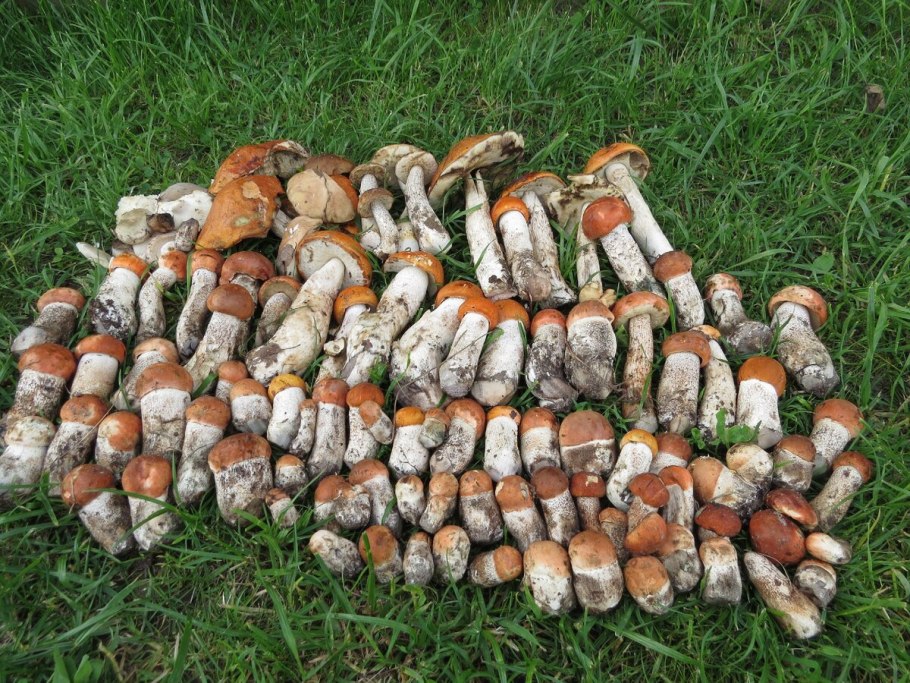 Красноголовики много