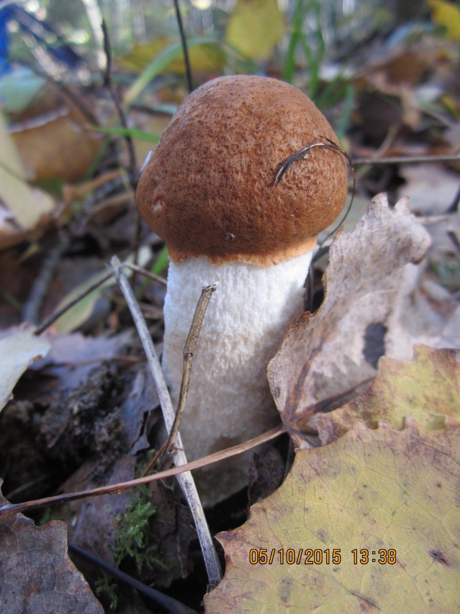 Ложный красный подосиновик