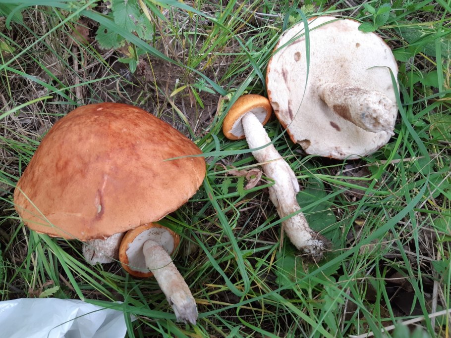 Подосиновик срез ножки