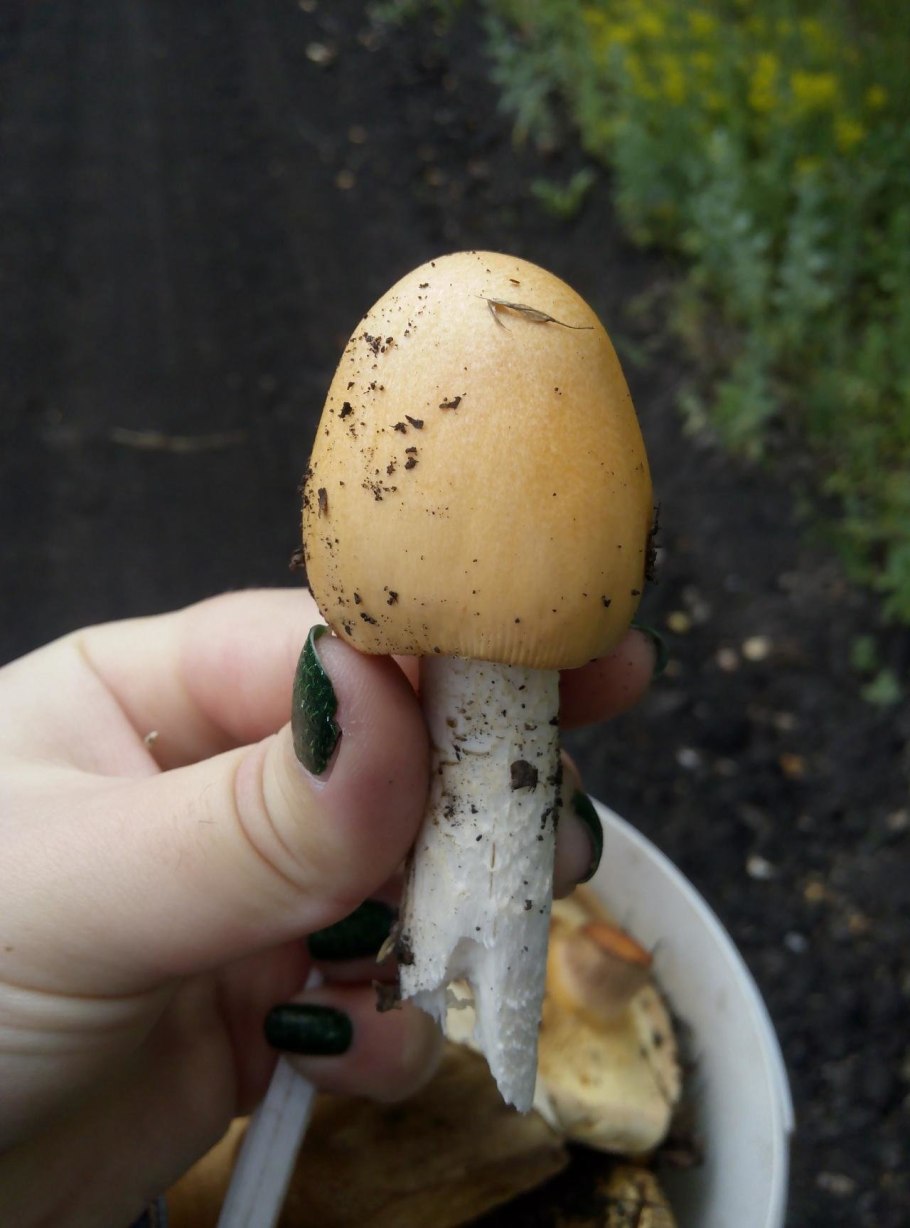 Строфария морщинисто-Кольцевая