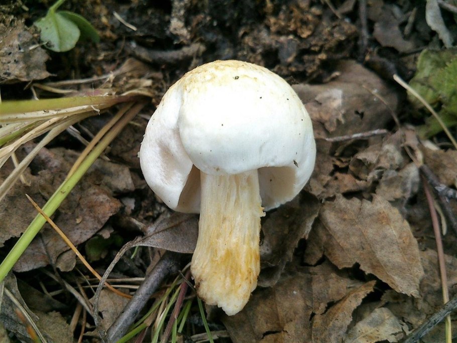 Гриб с белой шляпкой