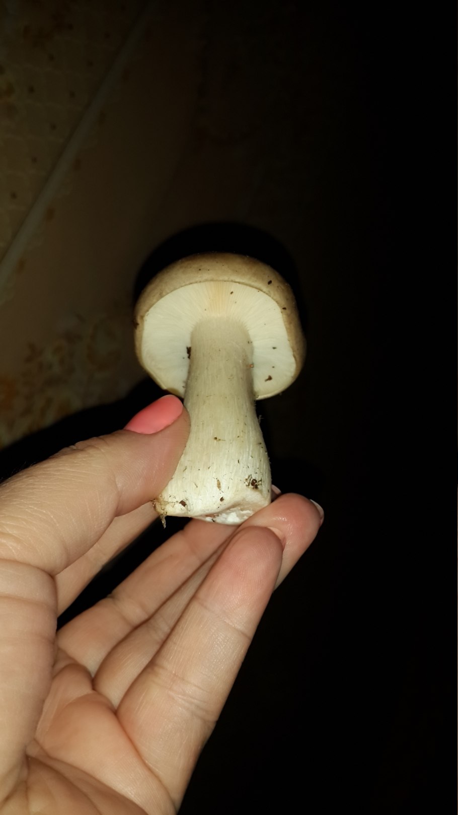 Гриб с белой шляпкой и белой ножкой