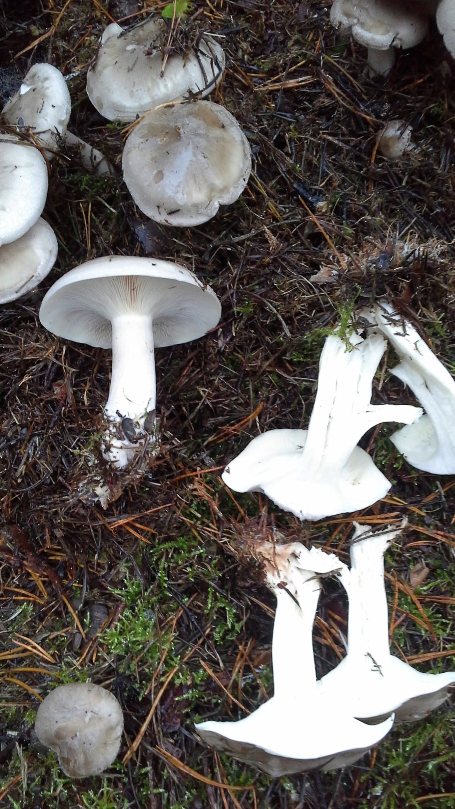 Рядовка с толстой ножкой