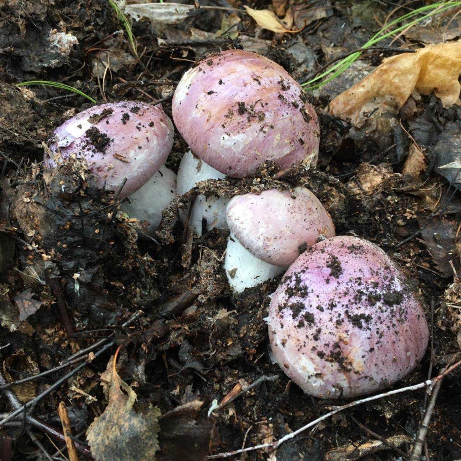 Мухомор Виттадини Amanita