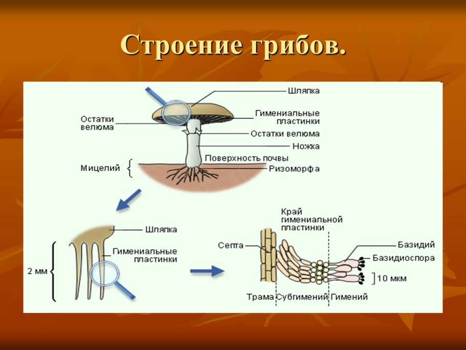 Модель строения гриба
