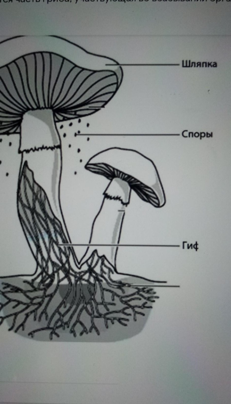 Название частей гриба