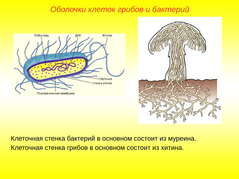 Оболочка клеток грибов