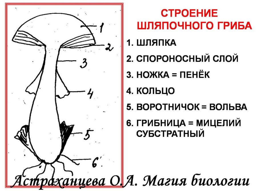Строение шляпочного гриба мухомора