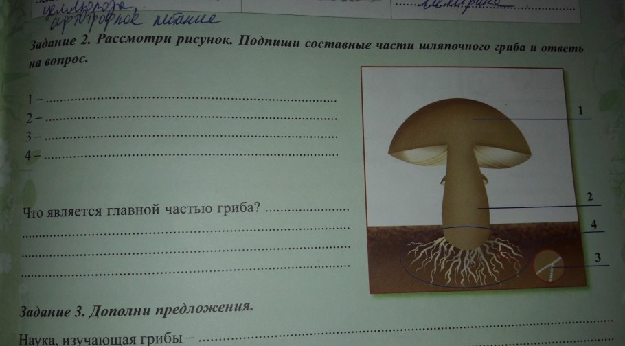 Составные части шляпочного гриба