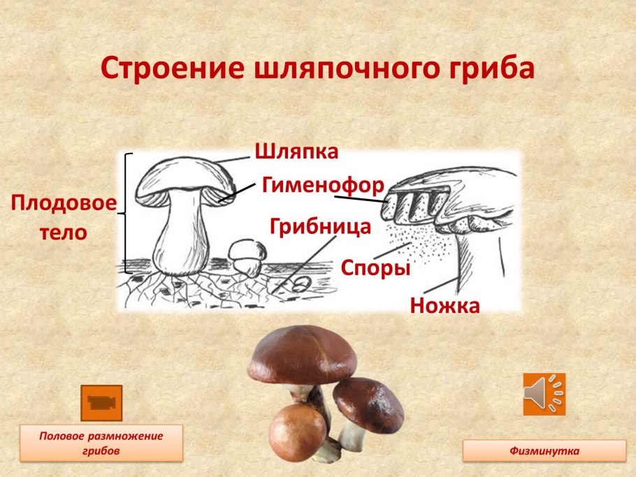 Грибница шляпочных грибов строение