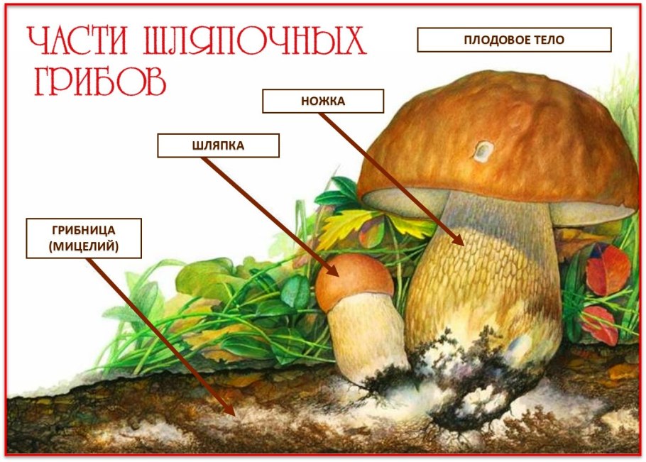 Грибница шляпочного гриба