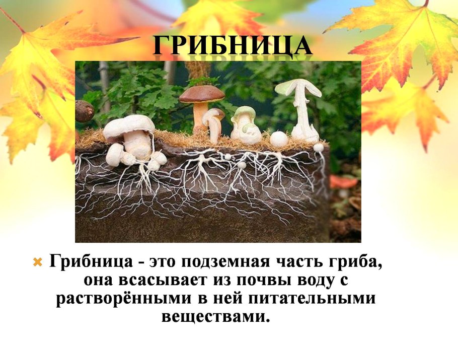 Грибница гриба