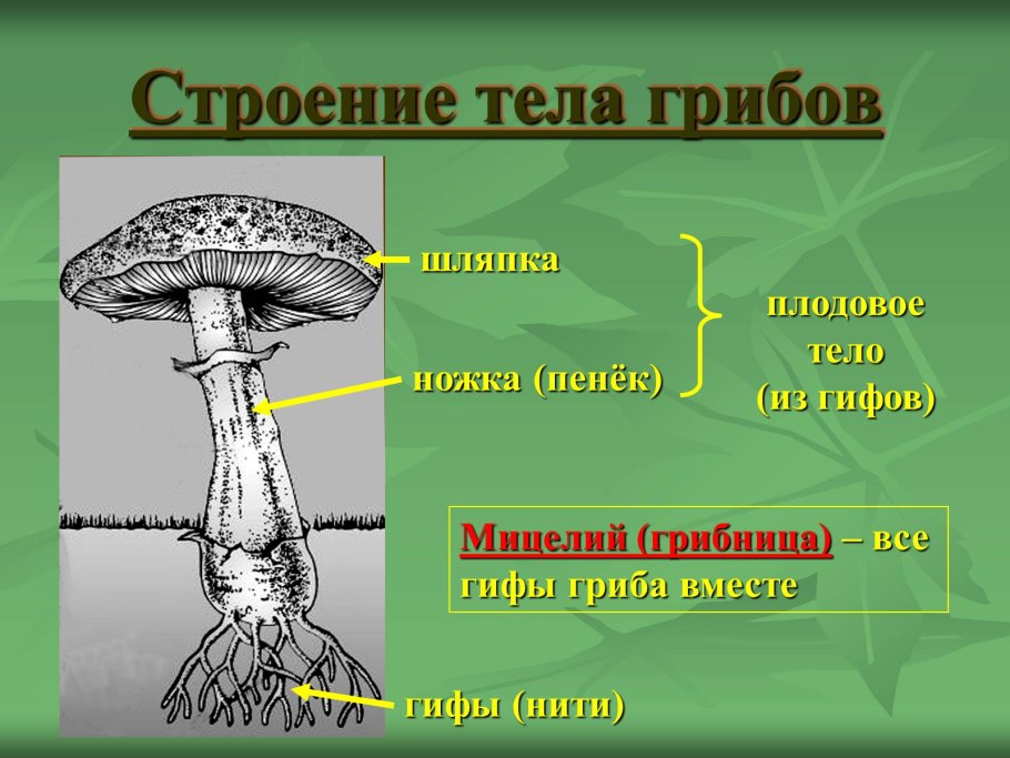 Строение шляпочного гриба 9 класс