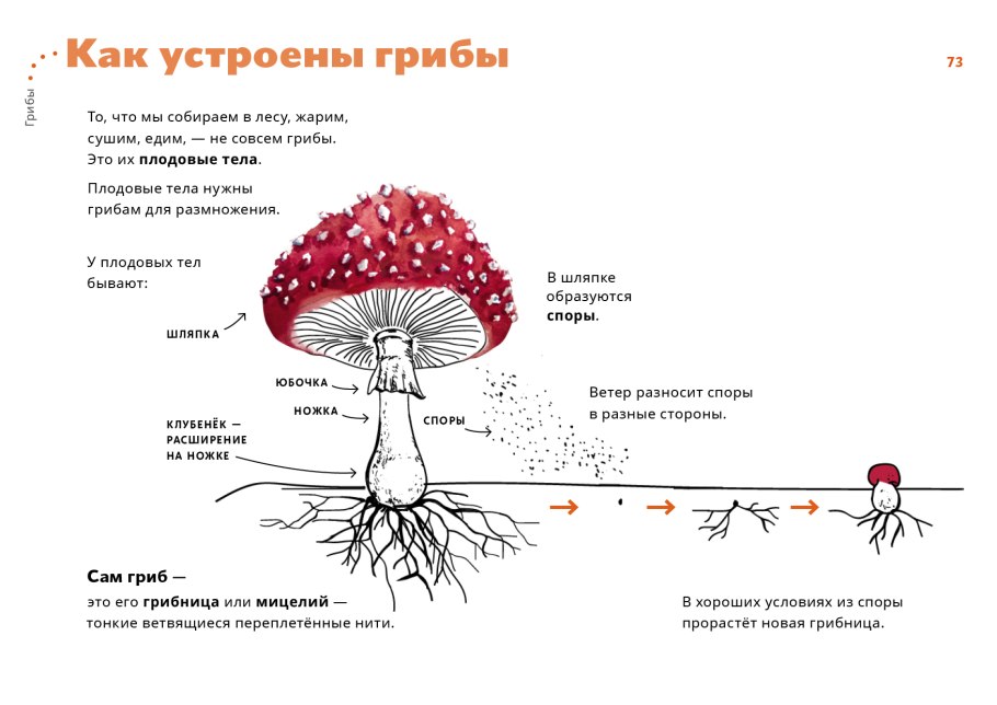 Строение шляпочного гриба мухомора