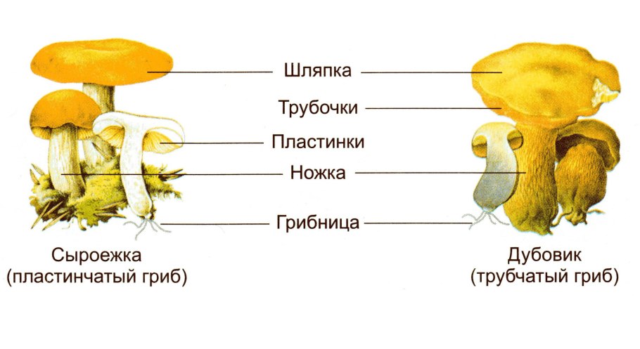 Строение гриба лисички схема