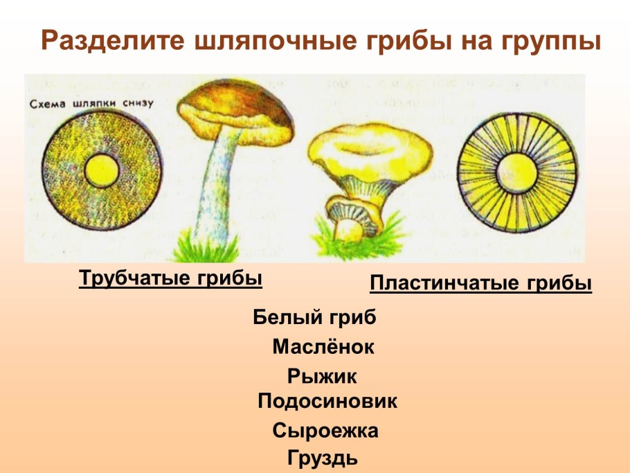 Шляпочные пластинчатые грибы
