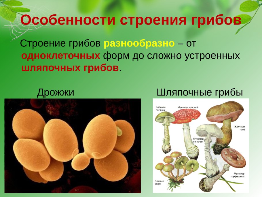 Царство грибы особенности строения
