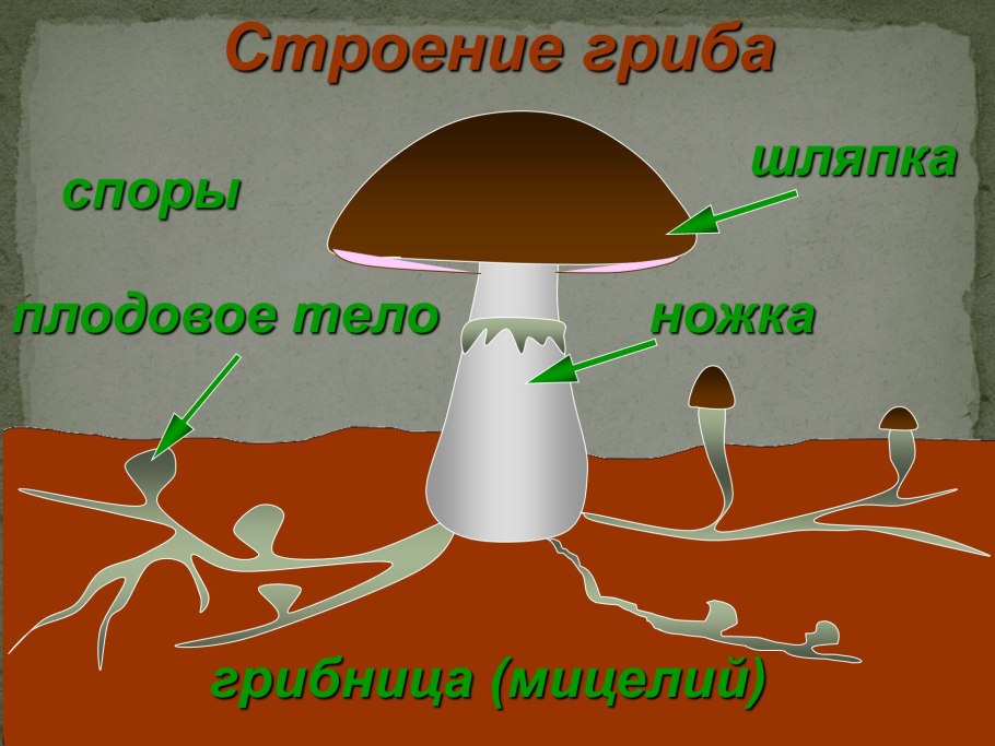 Строение грибницы мицелия