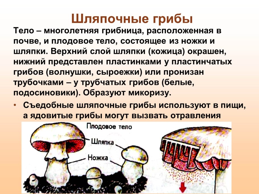 Грибница шляпочного гриба