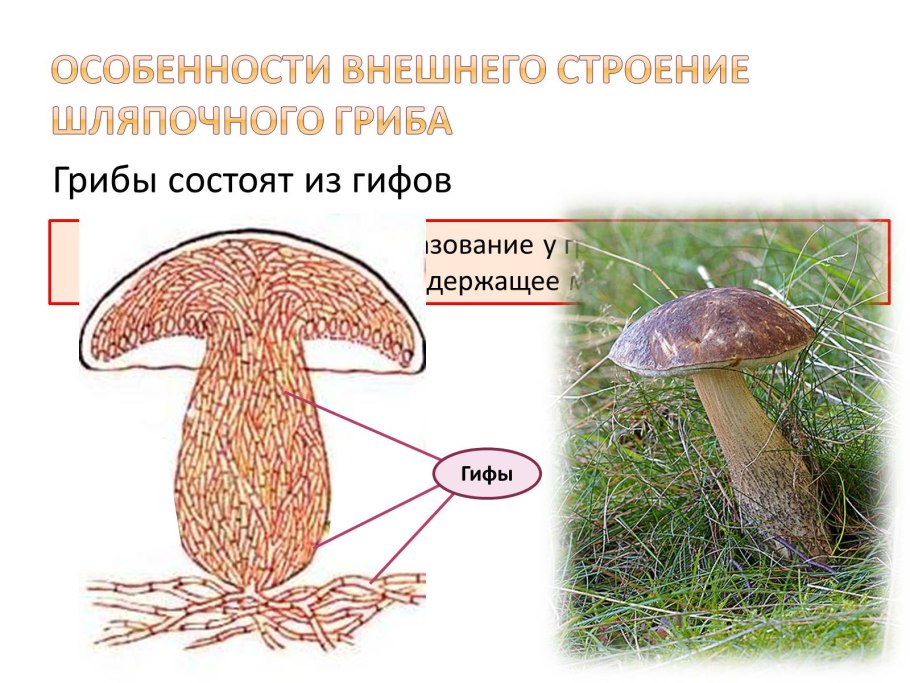 Строение мицелия шляпочных грибов